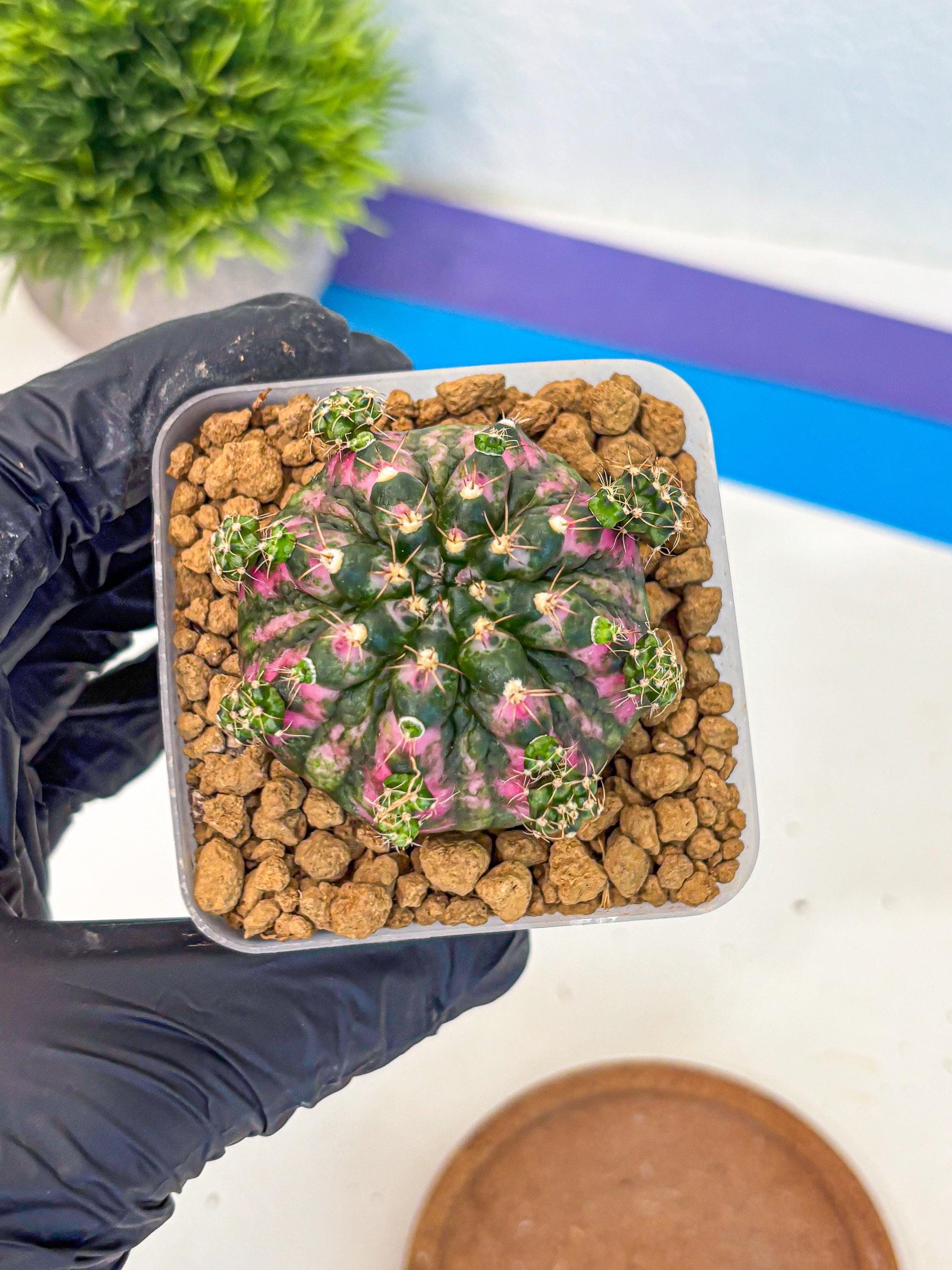 Gymnocalycium Larissa (gy17) (03) | Collector’s Edition
