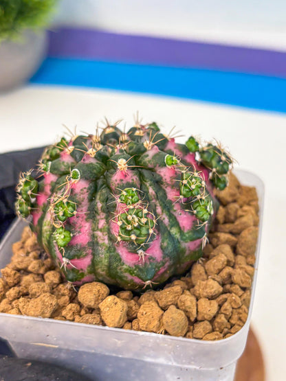 Gymnocalycium Larissa (gy17) (03) | Collector’s Edition