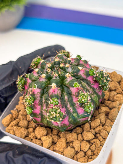 Gymnocalycium Larissa (gy17) (03) | Collector’s Edition