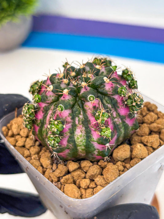 Gymnocalycium Larissa (gy17) (03) | Collector’s Edition