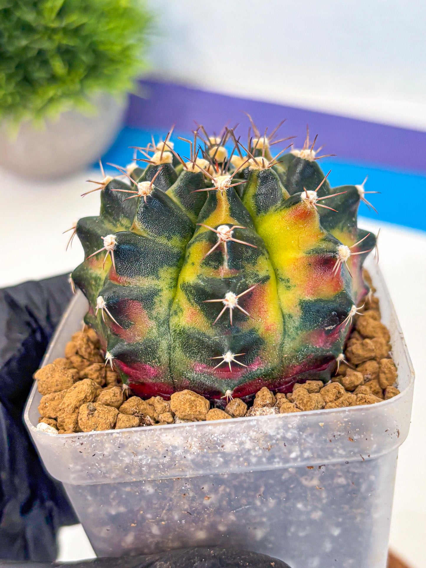 Gymnocalycium Green Wood (gy17) (04) | Collector’s Edition
