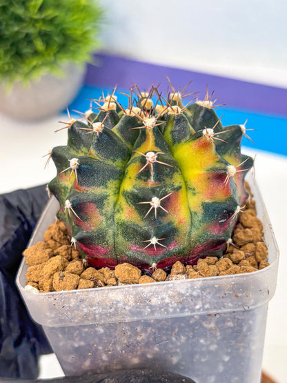 Gymnocalycium Green Wood (gy17) (04) | Collector’s Edition