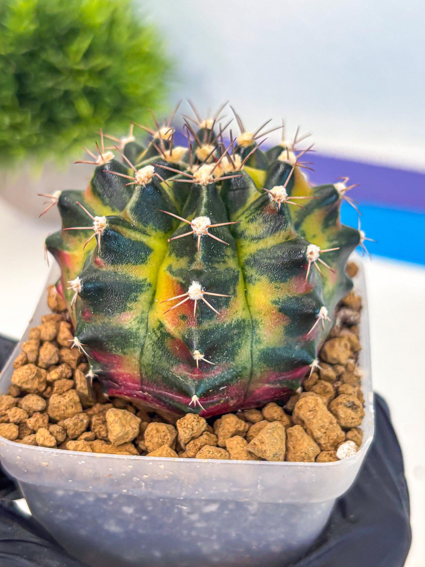 Gymnocalycium Green Wood (gy17) (04) | Collector’s Edition