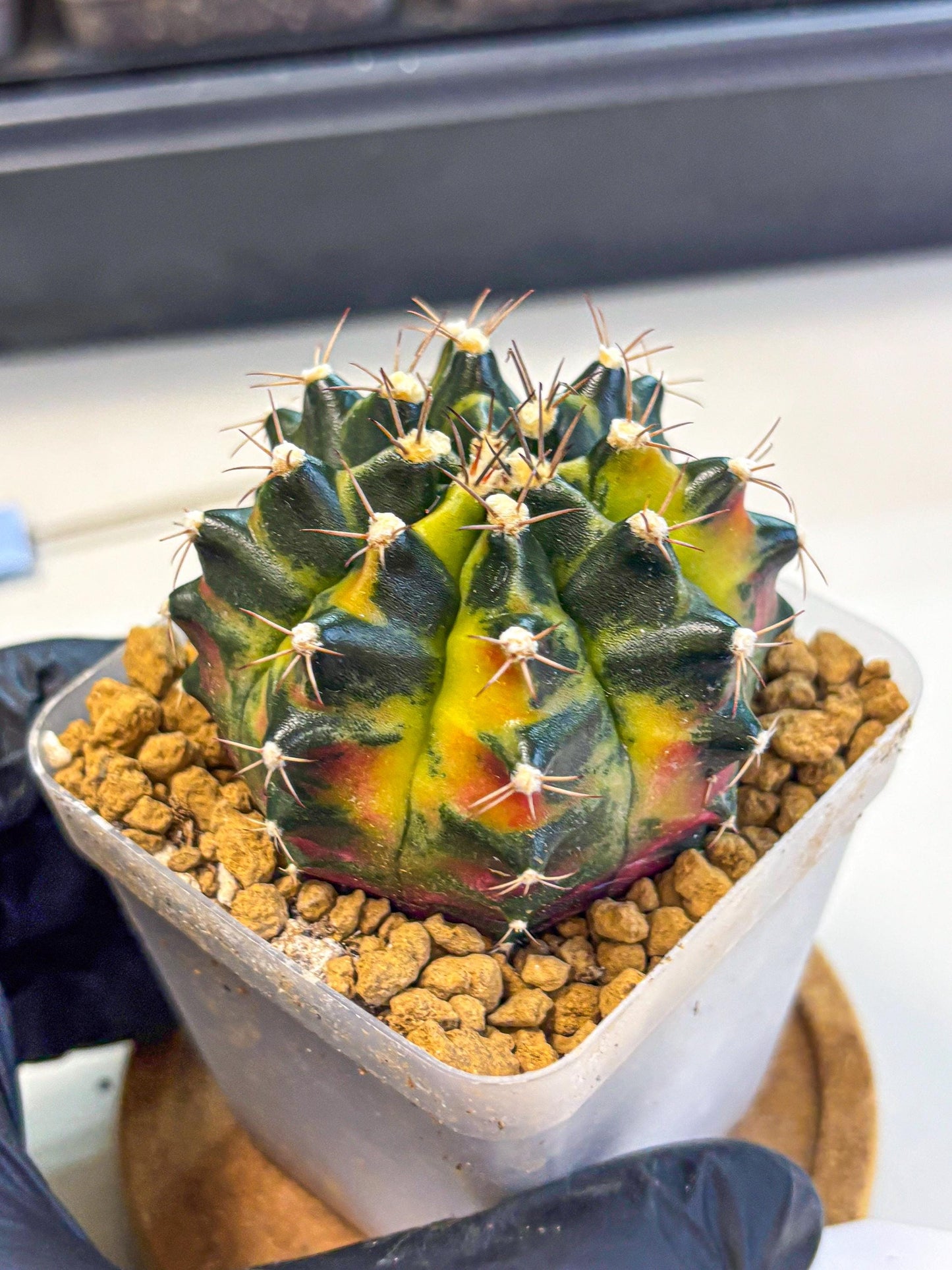 Gymnocalycium Green Wood (gy17) (04) | Collector’s Edition
