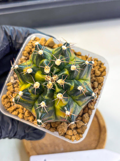 Gymnocalycium Green Wood (gy17) (04) | Collector’s Edition