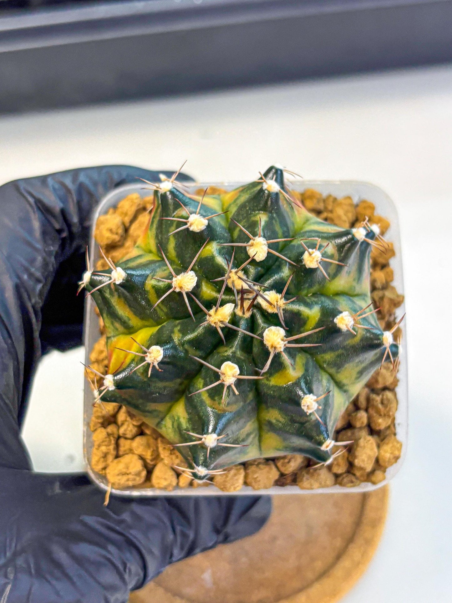 Gymnocalycium Green Wood (gy17) (05) | Collector’s Edition