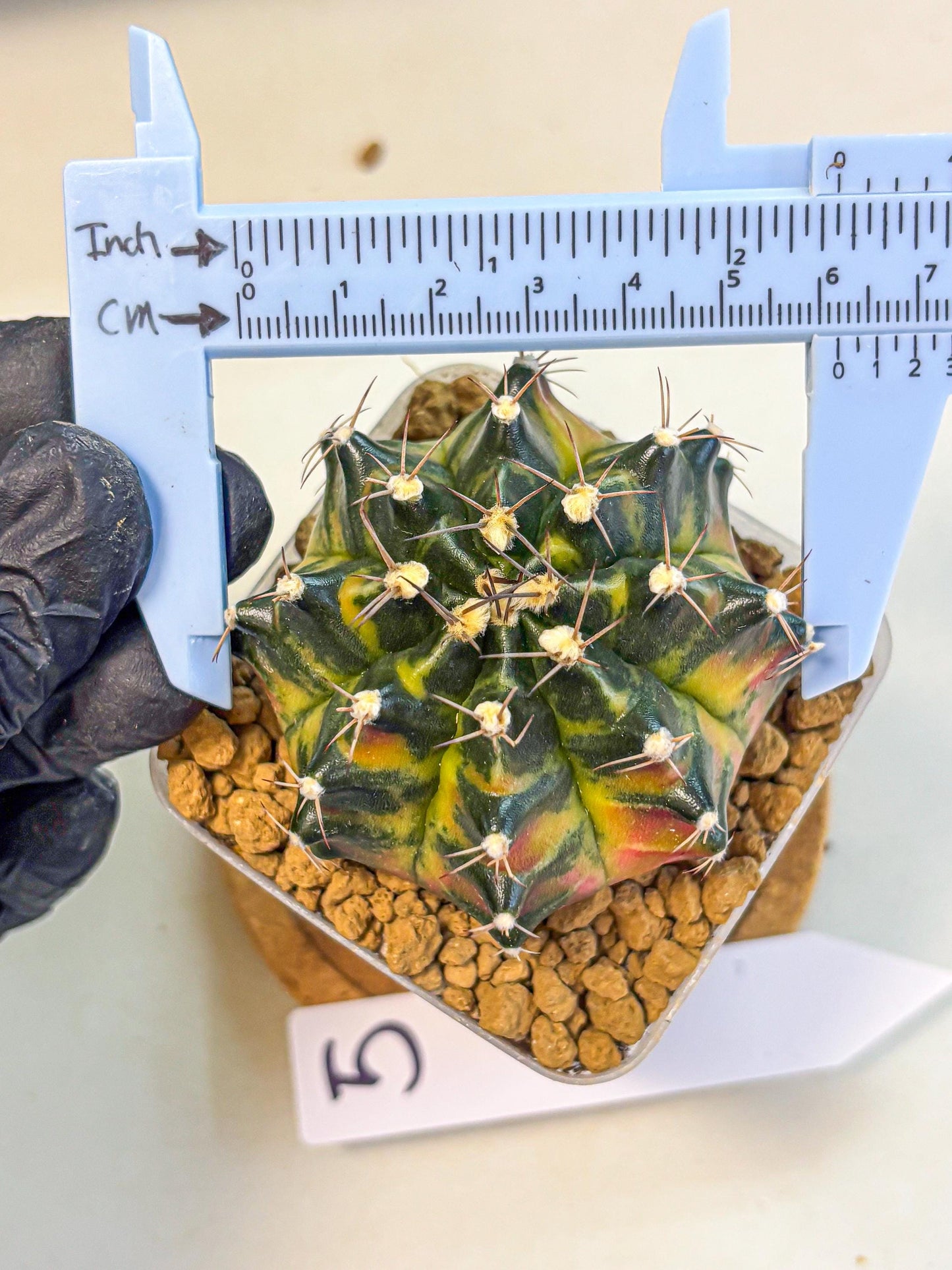 Gymnocalycium Green Wood (gy17) (05) | Collector’s Edition