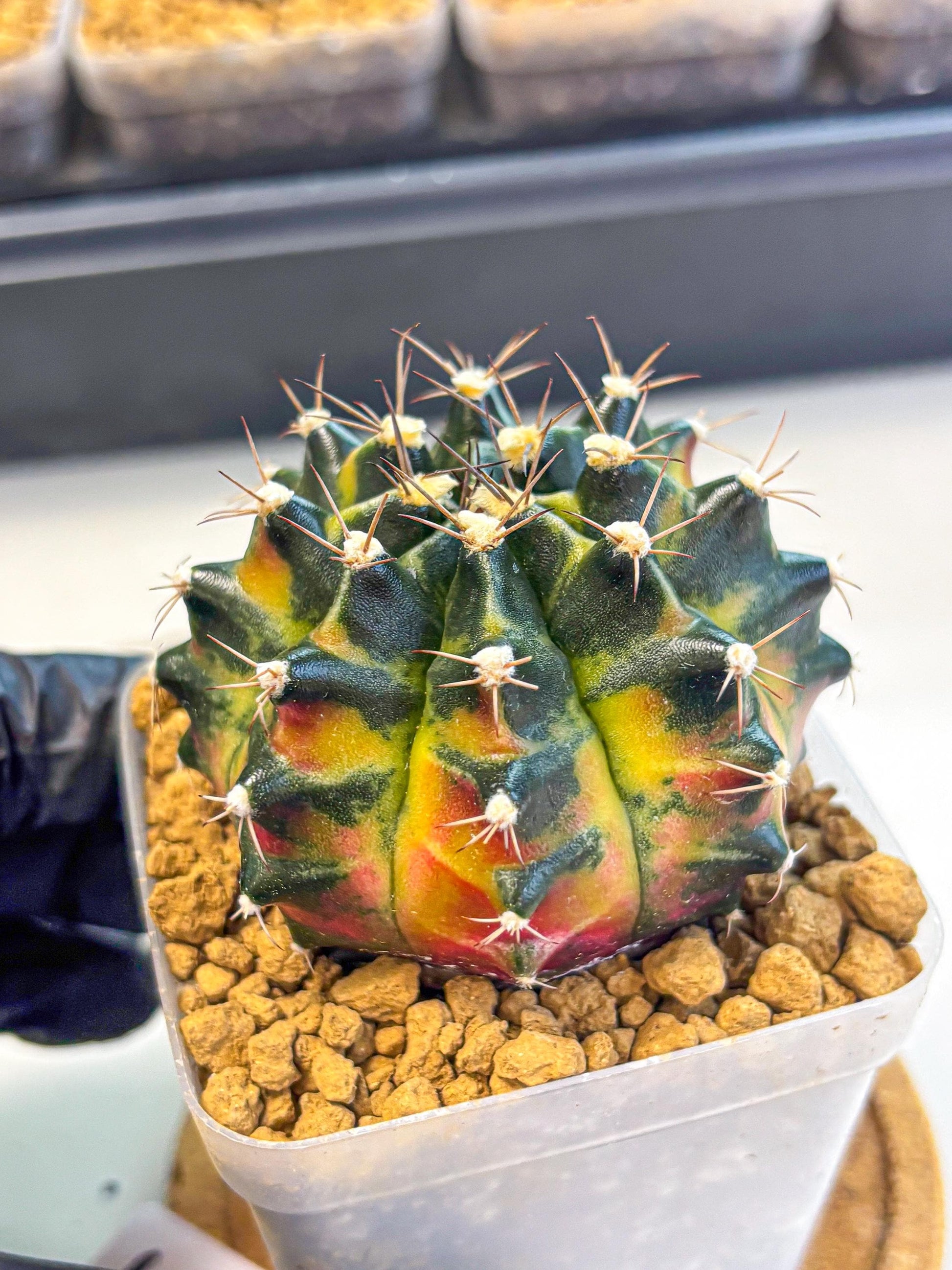 Gymnocalycium Green Wood (gy17) (05) | Collector’s Edition