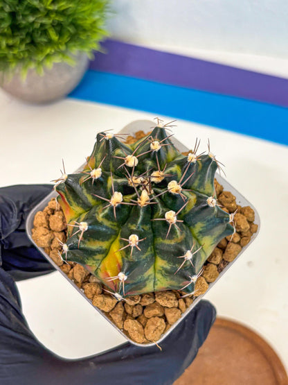 Gymnocalycium Green Wood (gy17) (05) | Collector’s Edition
