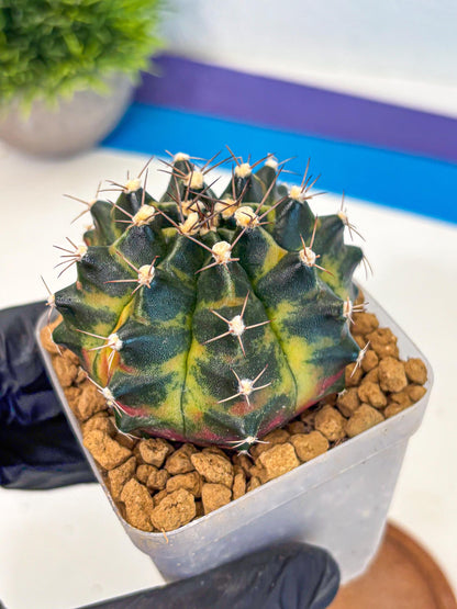 Gymnocalycium Green Wood (gy17) (05) | Collector’s Edition
