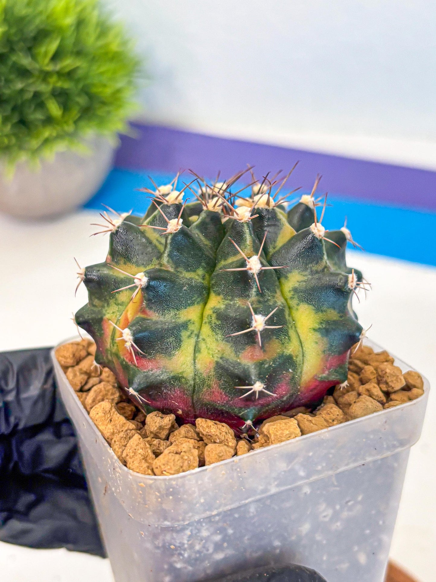 Gymnocalycium Green Wood (gy17) (05) | Collector’s Edition