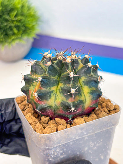 Gymnocalycium Green Wood (gy17) (05) | Collector’s Edition