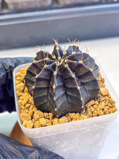 Gymnocalycium Black Boxer (gy17) (06) | Collector’s Edition