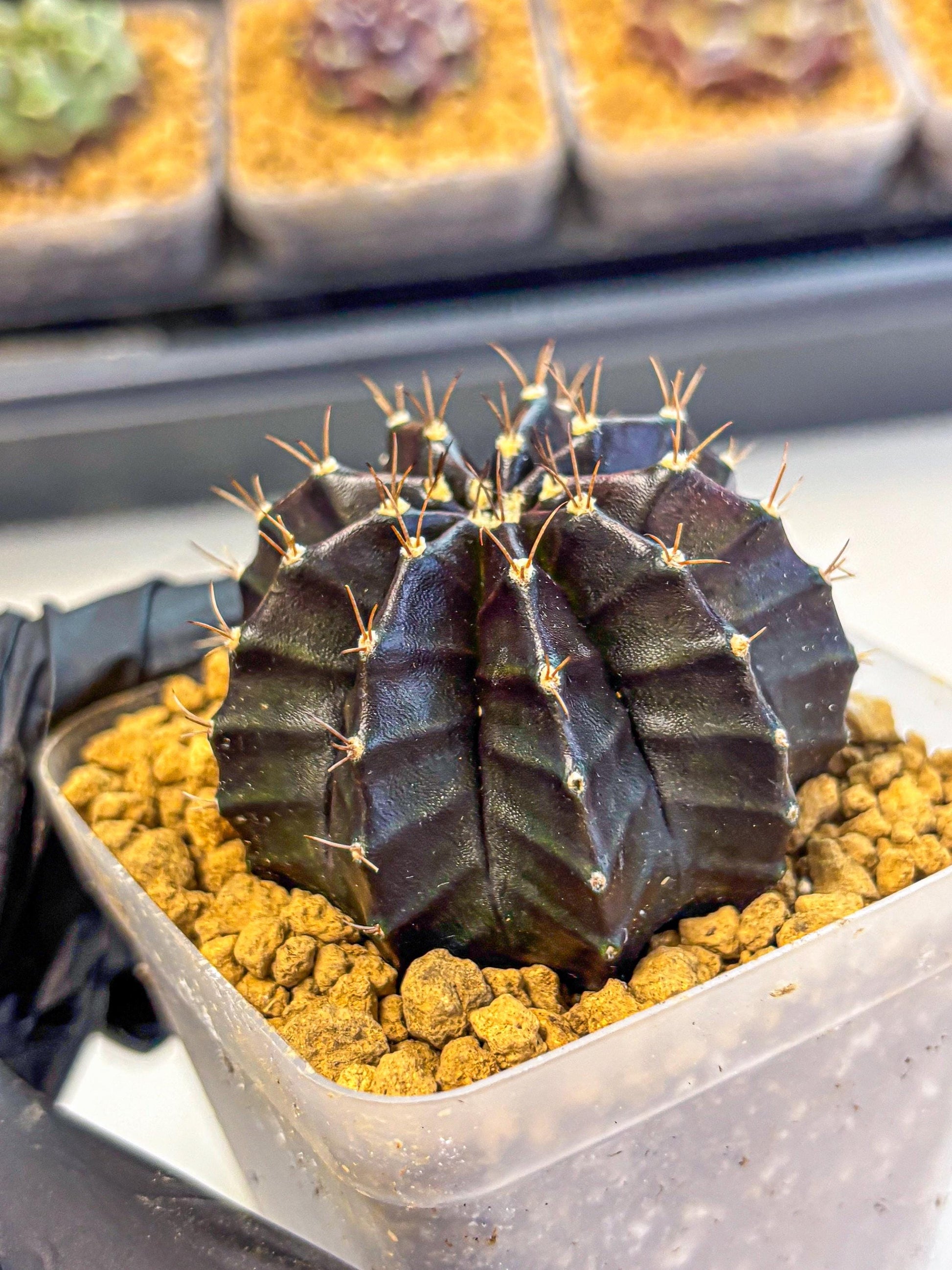 Gymnocalycium Black Boxer (gy17) (06) | Collector’s Edition