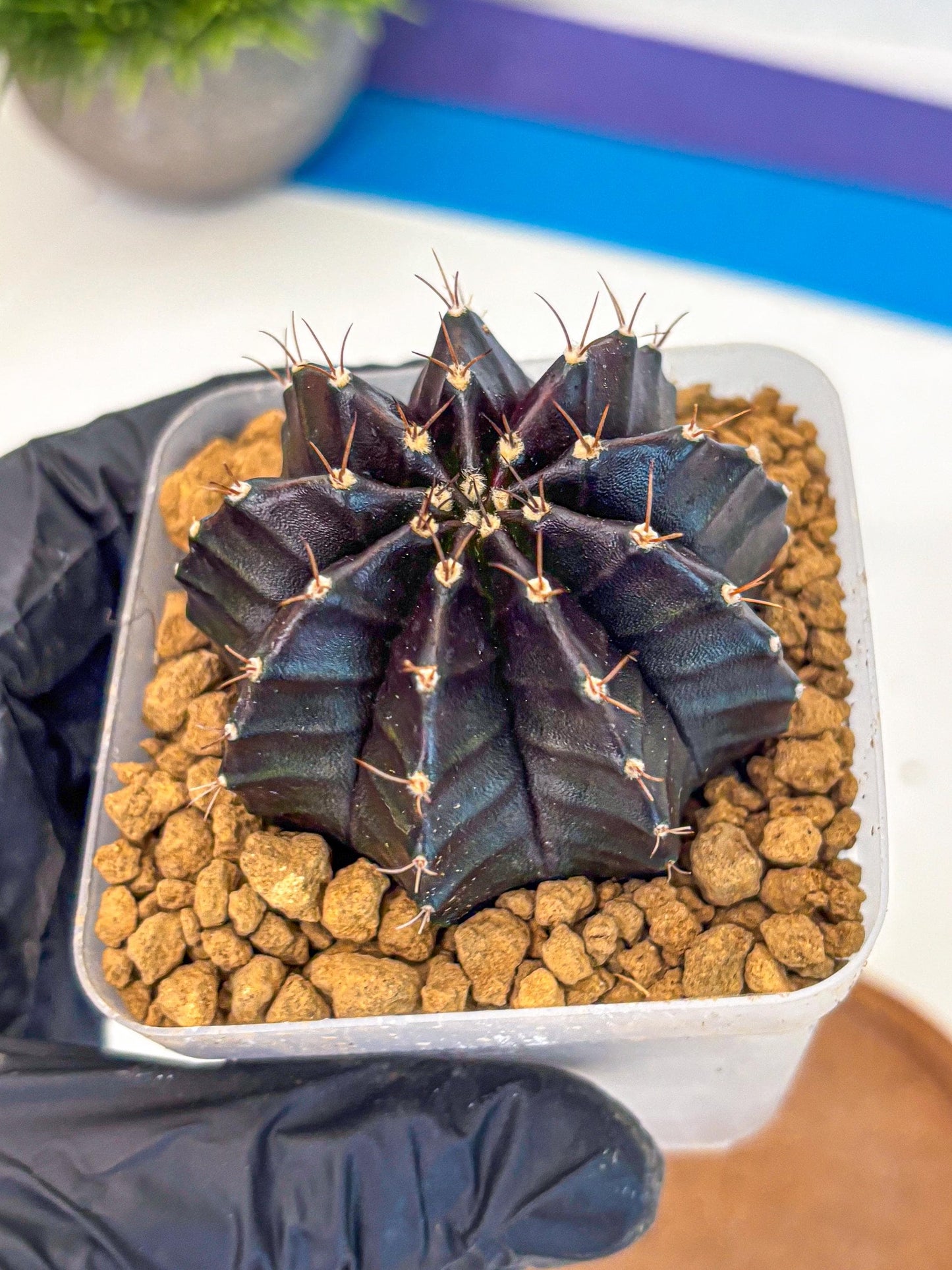 Gymnocalycium Black Boxer (gy17) (06) | Collector’s Edition