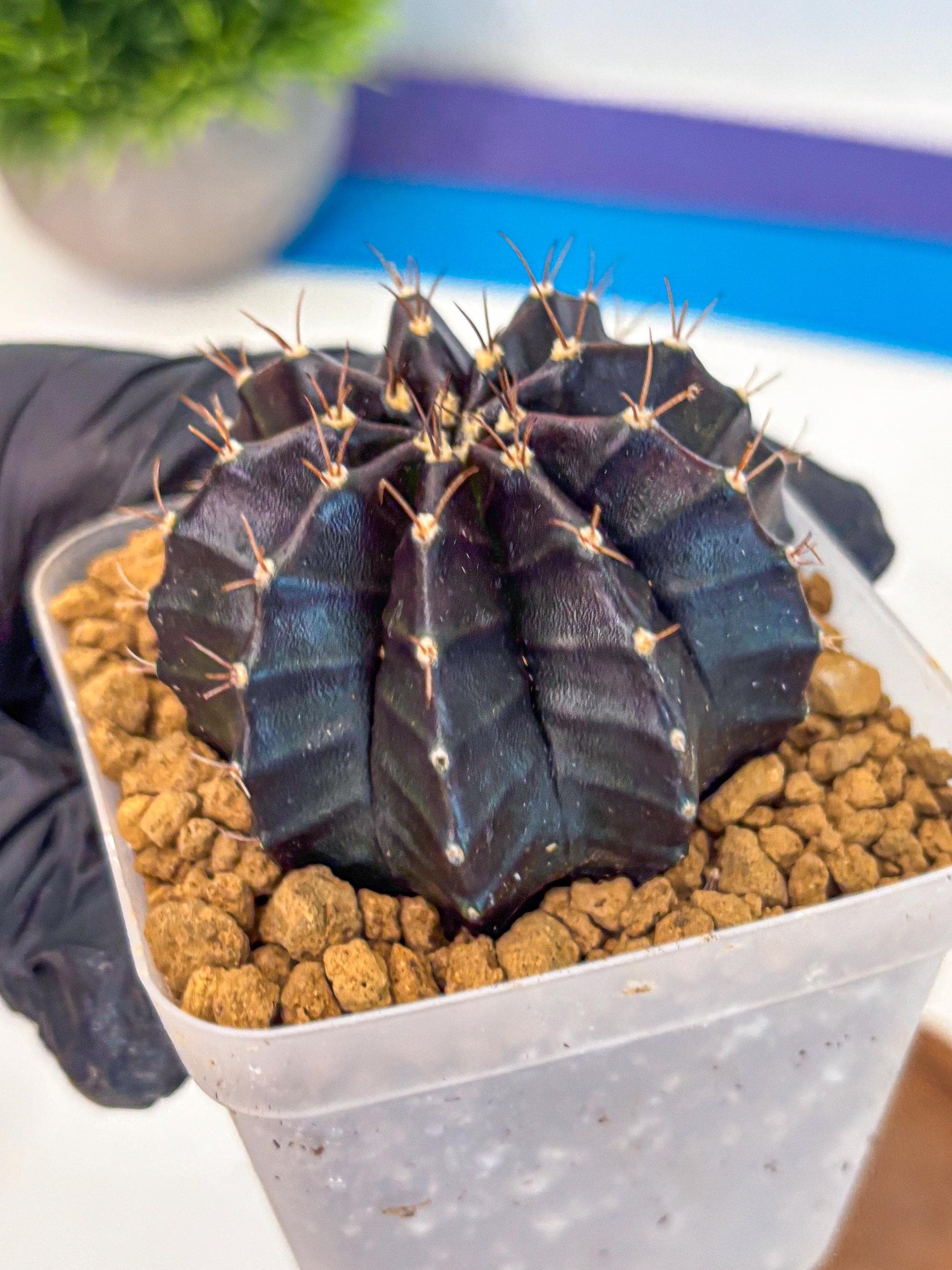 Gymnocalycium Black Boxer (gy17) (06) | Collector’s Edition