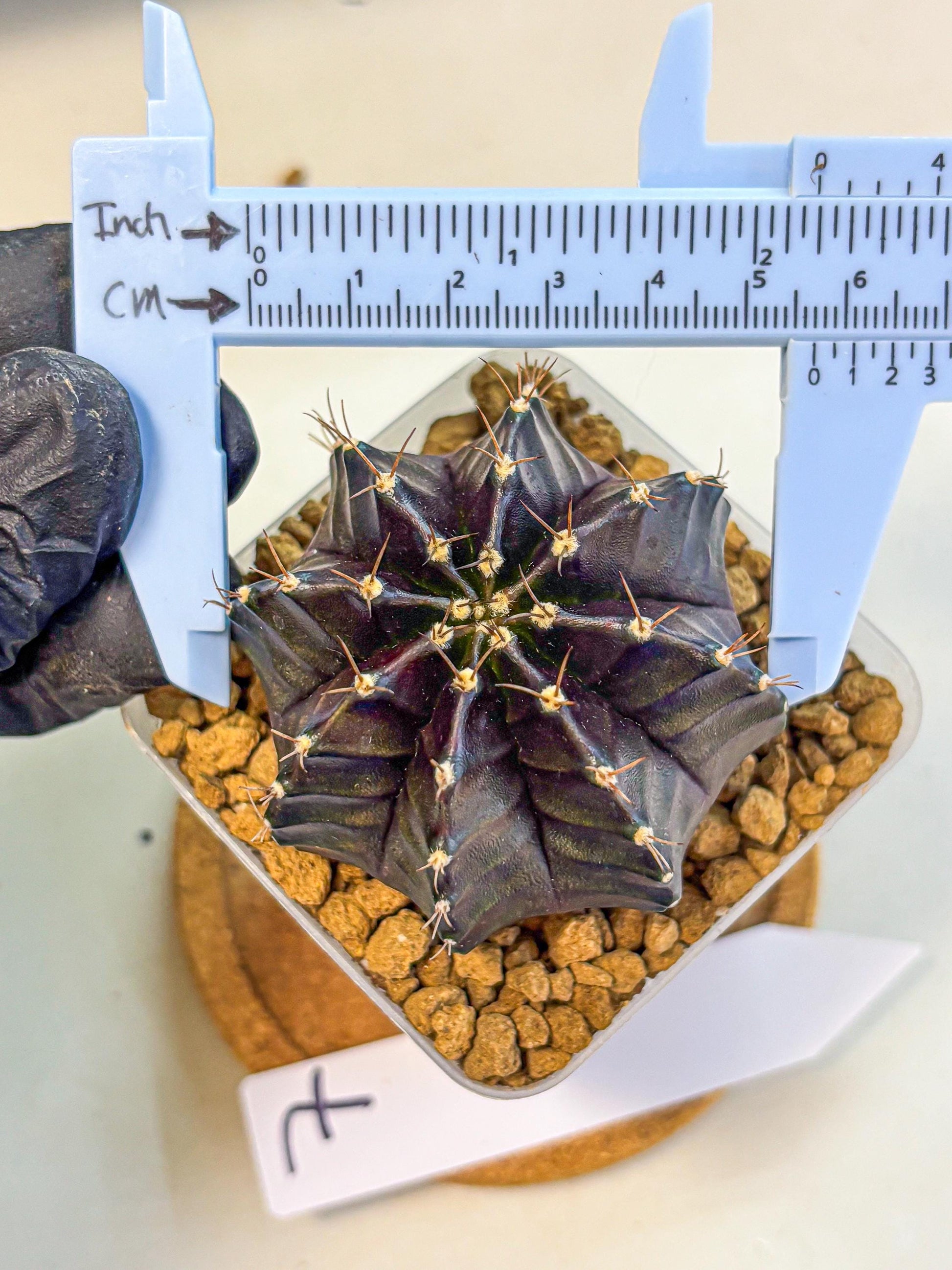 Gymnocalycium Black Boxer (gy17) (07) | Collector’s Edition