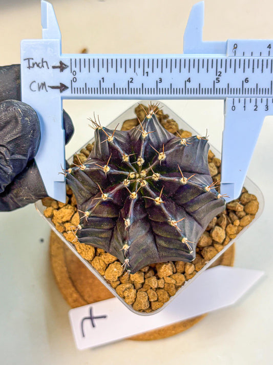 Gymnocalycium Black Boxer (gy17) (07) | Collector’s Edition