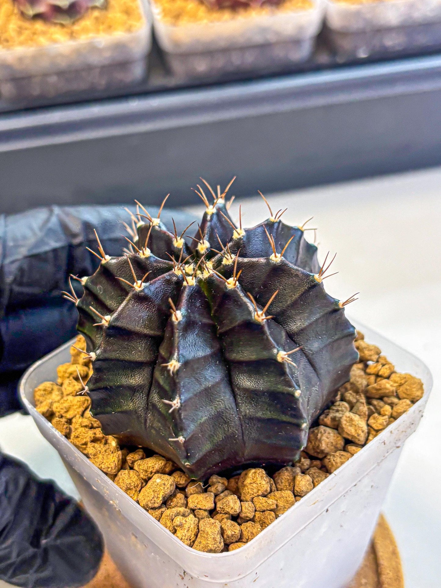 Gymnocalycium Black Boxer (gy17) (07) | Collector’s Edition