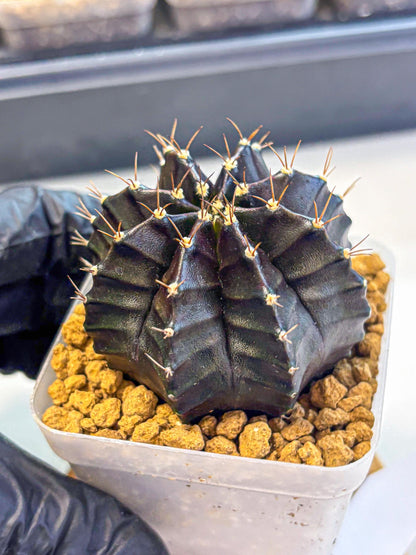 Gymnocalycium Black Boxer (gy17) (07) | Collector’s Edition