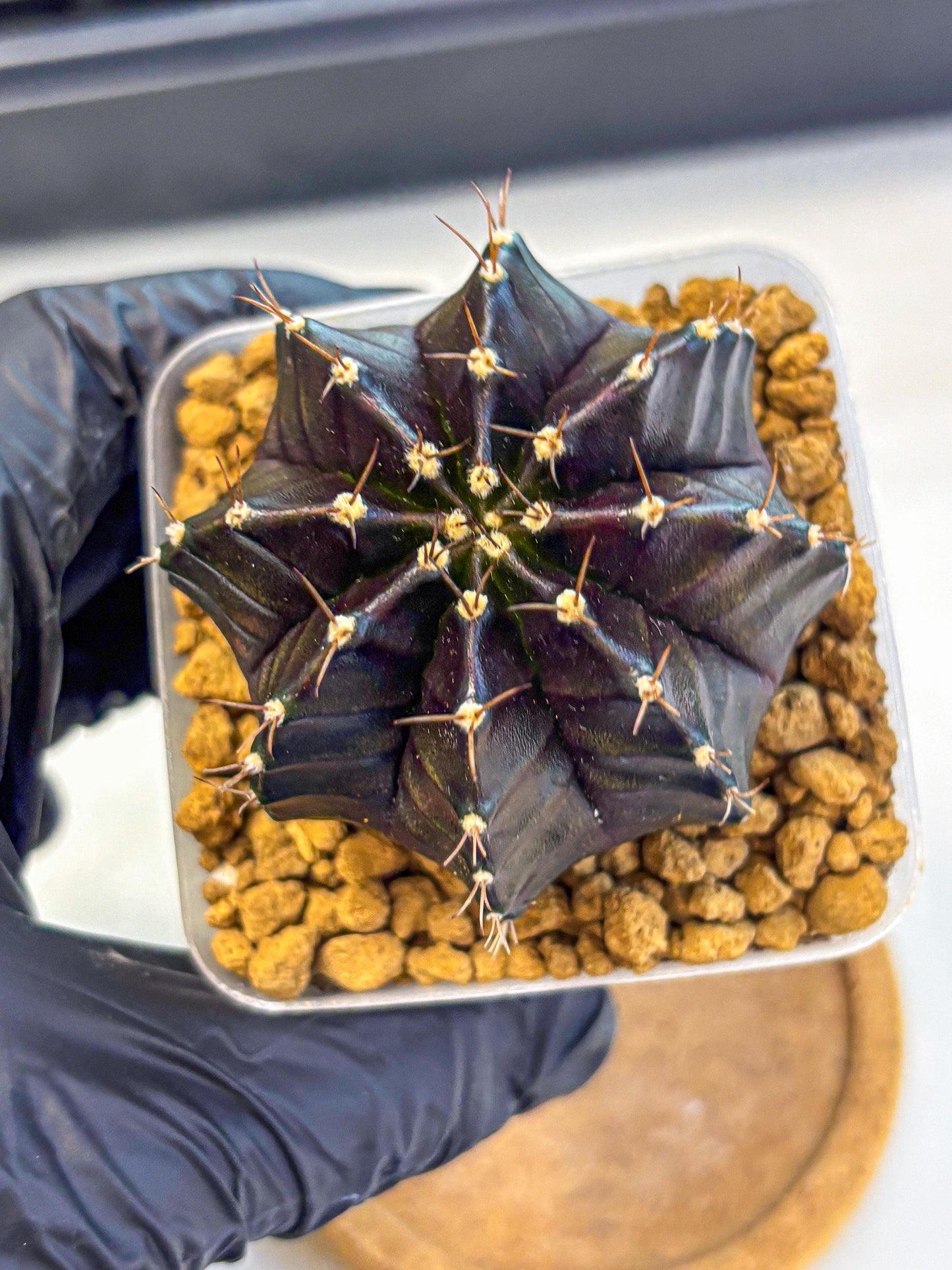 Gymnocalycium Black Boxer (gy17) (07) | Collector’s Edition