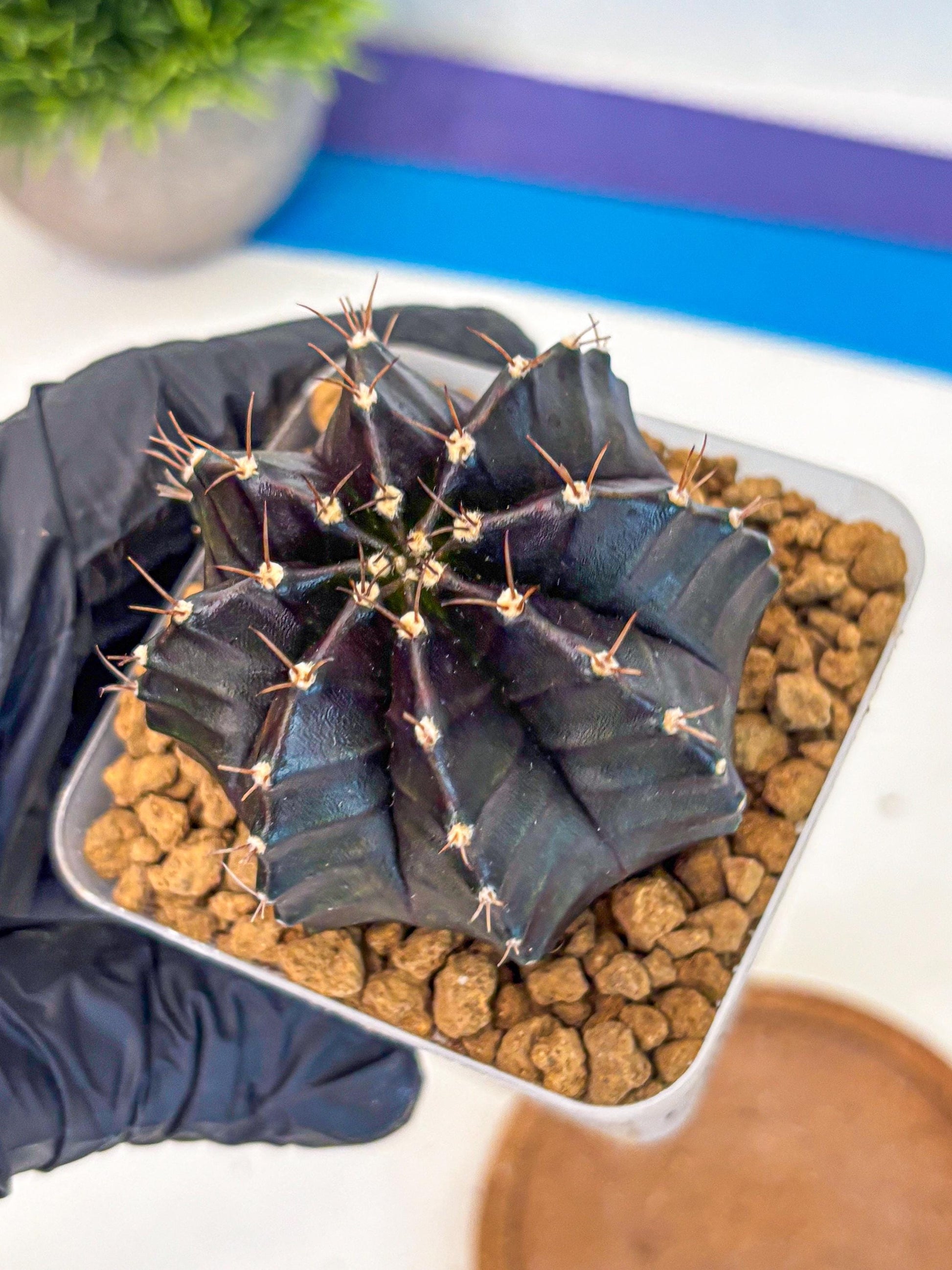 Gymnocalycium Black Boxer (gy17) (07) | Collector’s Edition
