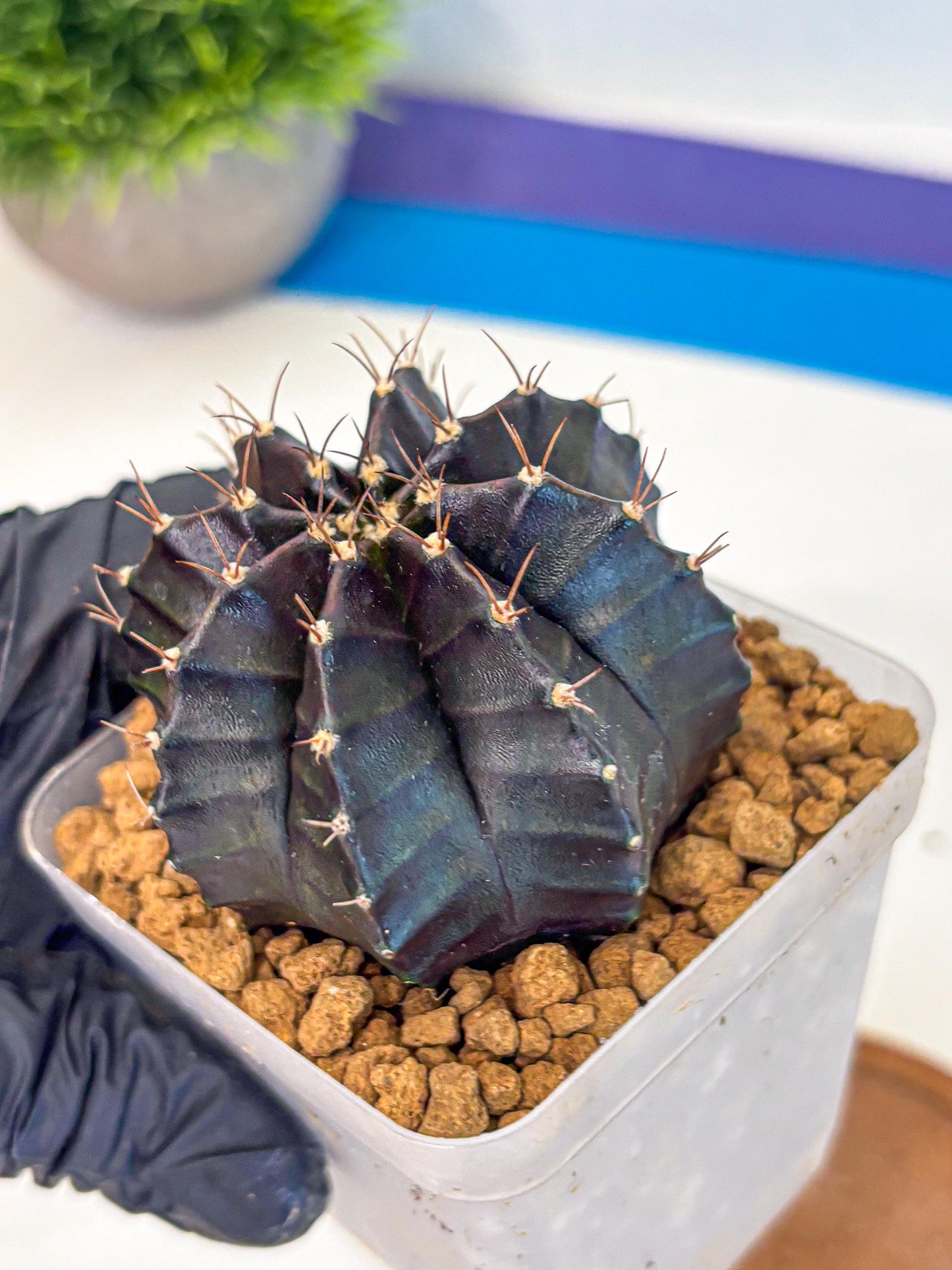 Gymnocalycium Black Boxer (gy17) (07) | Collector’s Edition