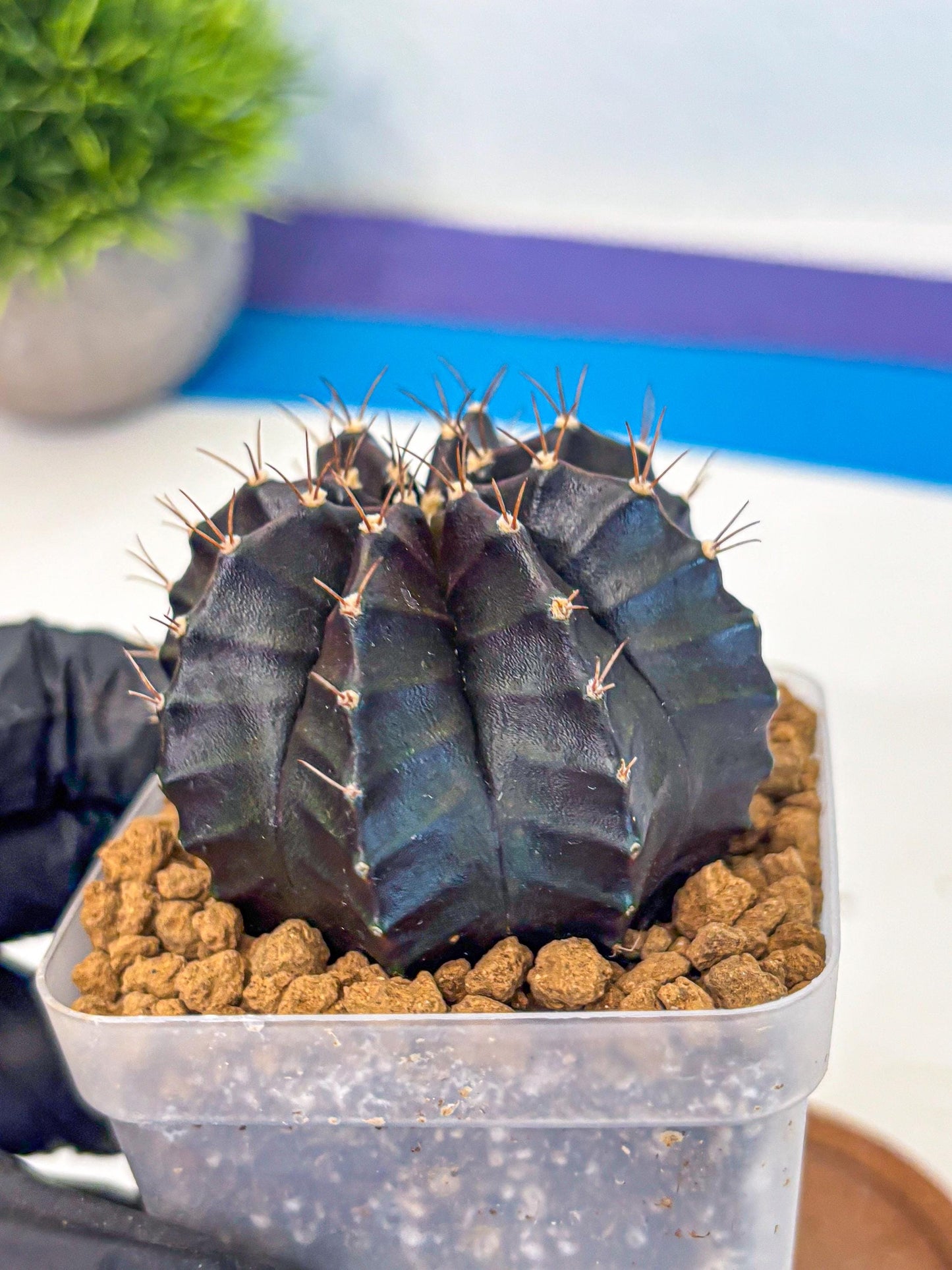 Gymnocalycium Black Boxer (gy17) (07) | Collector’s Edition