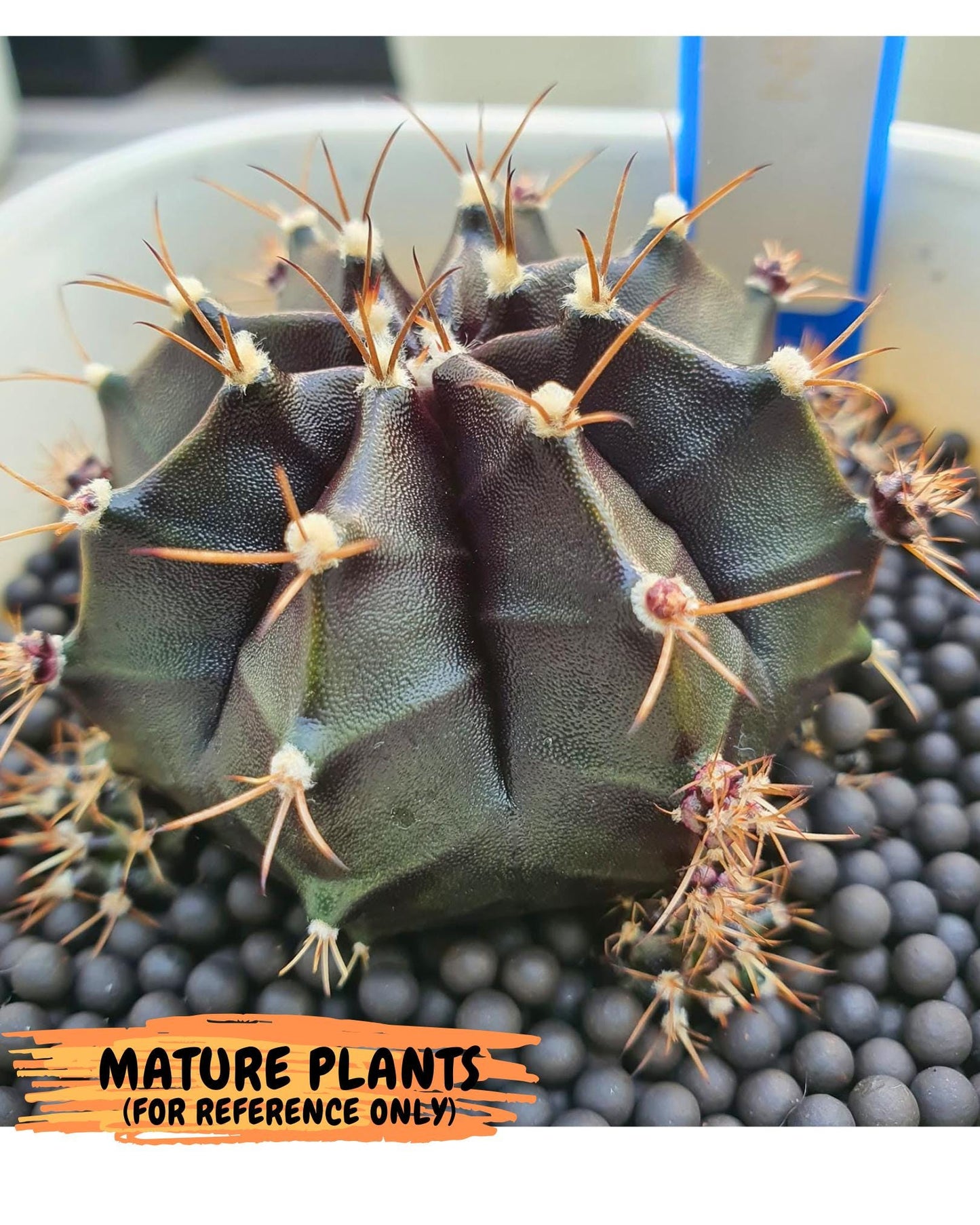 Gymnocalycium Black Boxer (gy17) (07) | Collector’s Edition