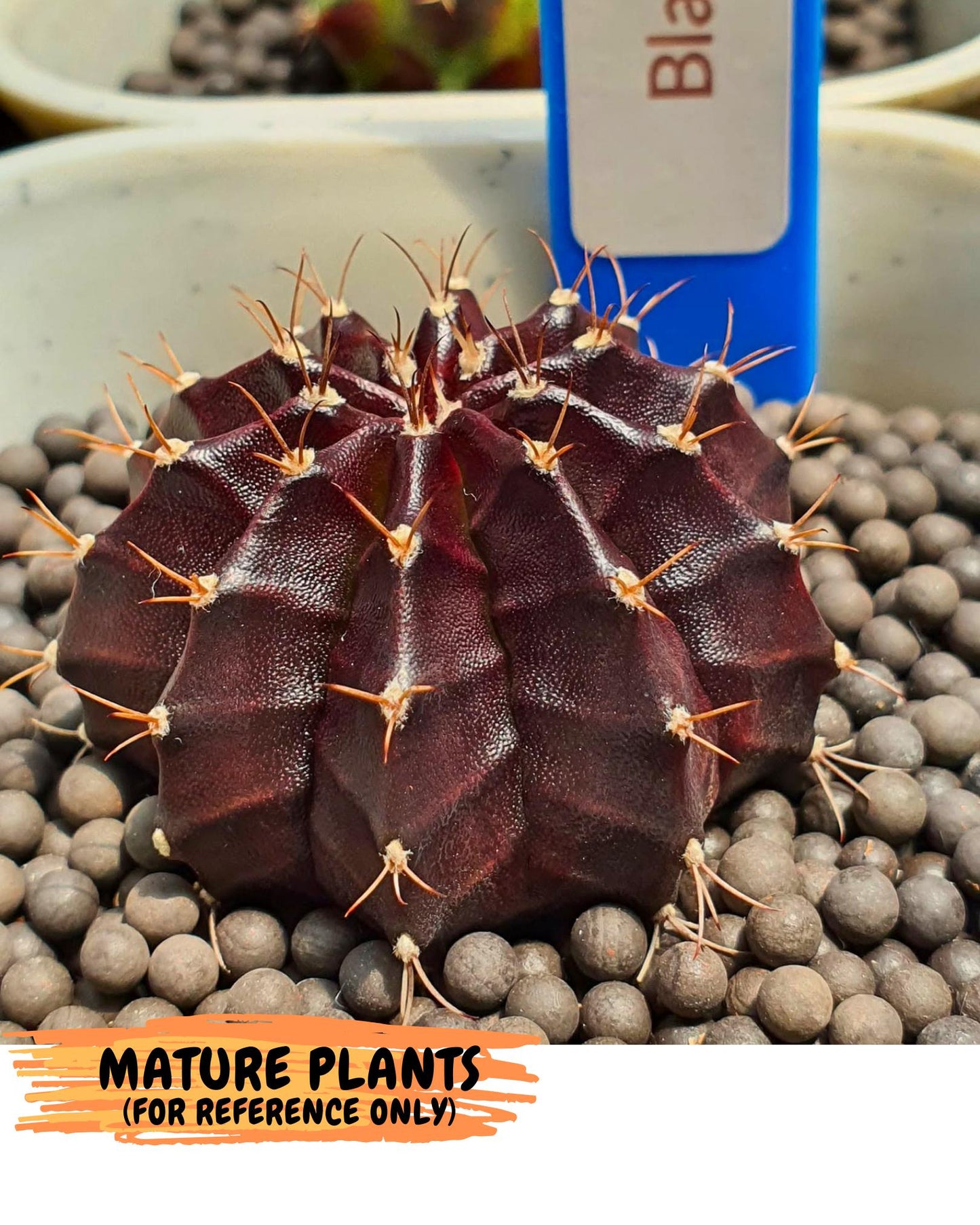 Gymnocalycium Black Boxer (gy17) (07) | Collector’s Edition