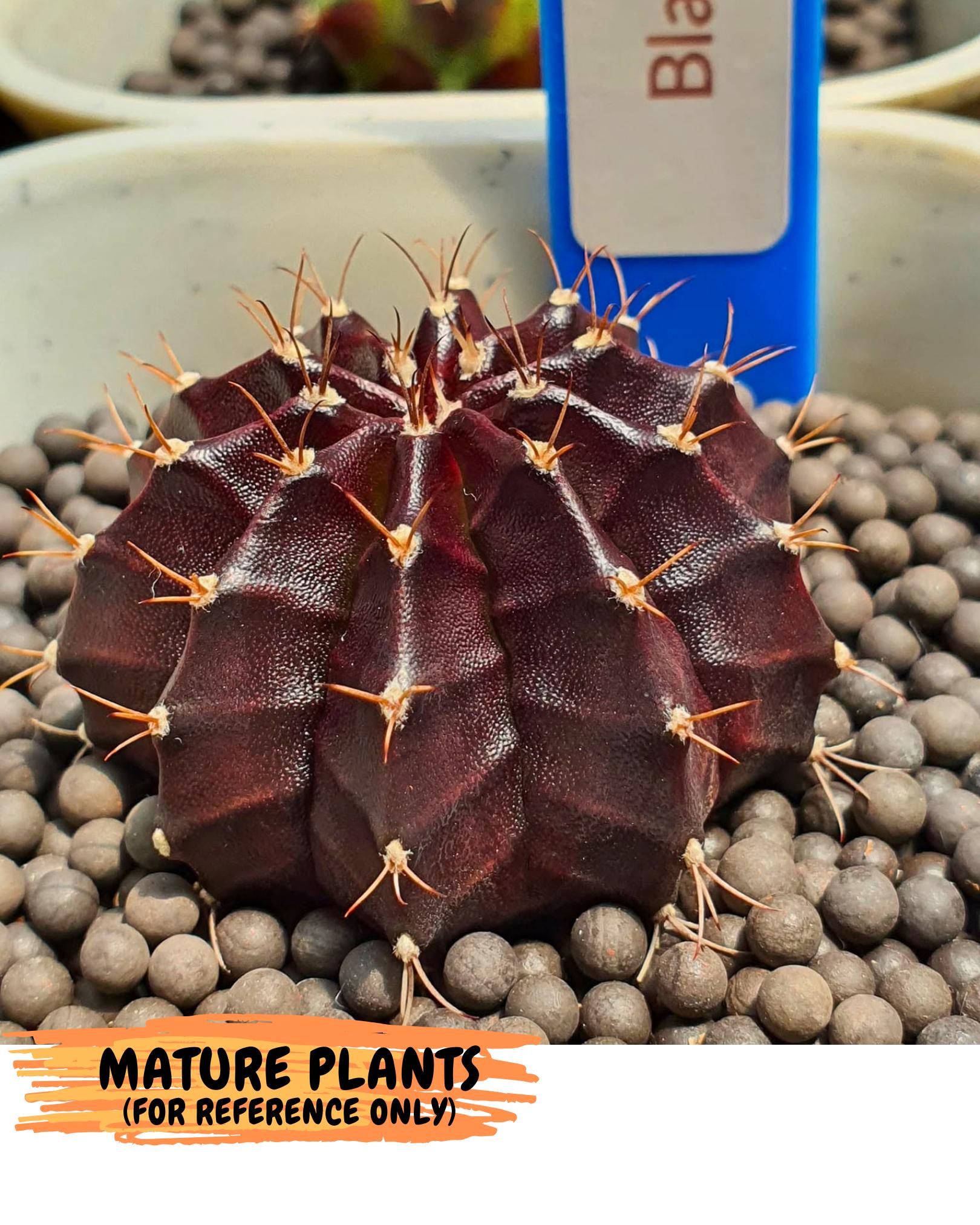 Gymnocalycium Black Boxer (gy17) (07) | Collector’s Edition