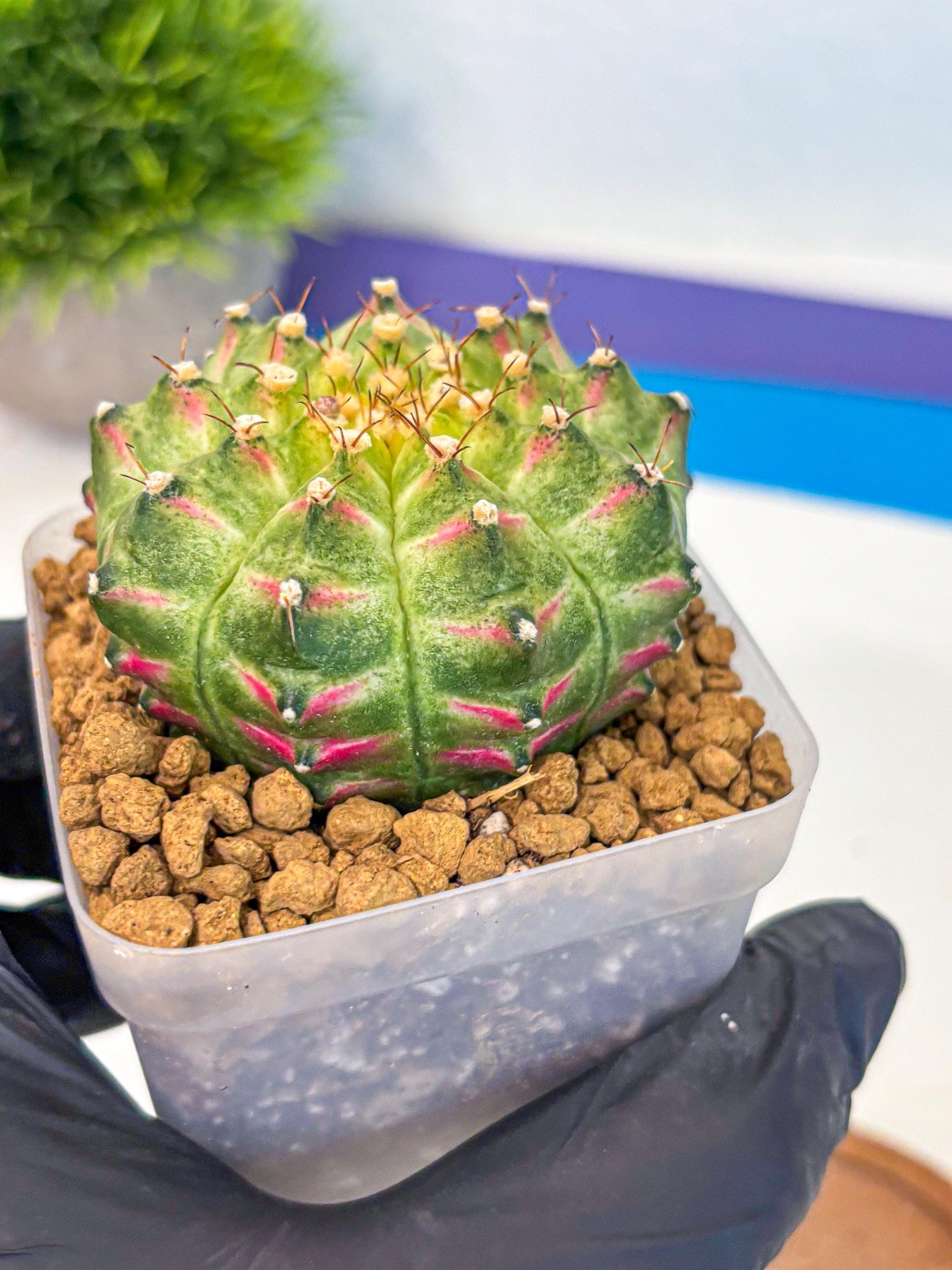 Gymnocalycium Neon (gy17) (08) | Collector’s Edition