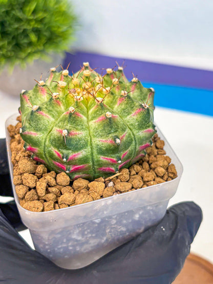 Gymnocalycium Neon (gy17) (08) | Collector’s Edition