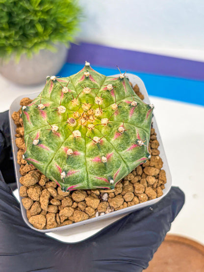 Gymnocalycium Neon (gy17) (08) | Collector’s Edition