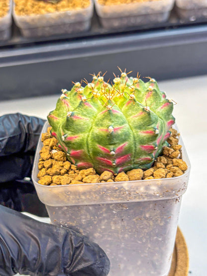 Gymnocalycium Neon (gy17) (08) | Collector’s Edition