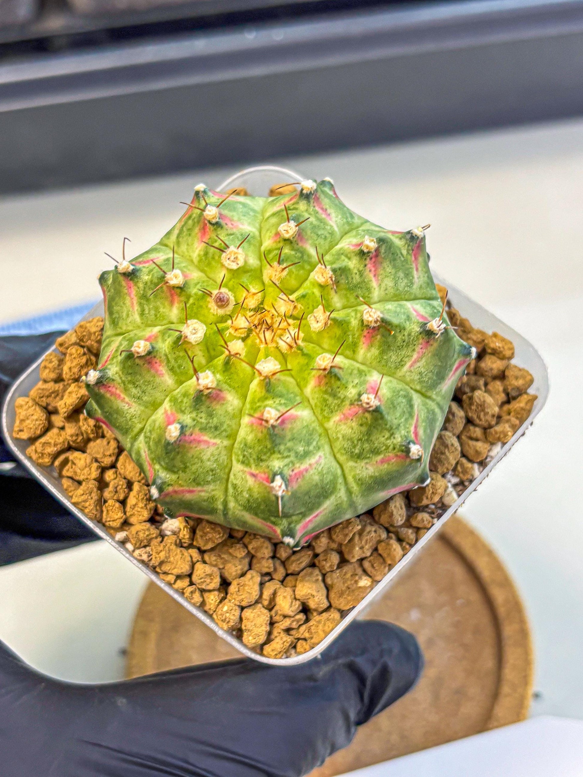 Gymnocalycium Neon (gy17) (08) | Collector’s Edition