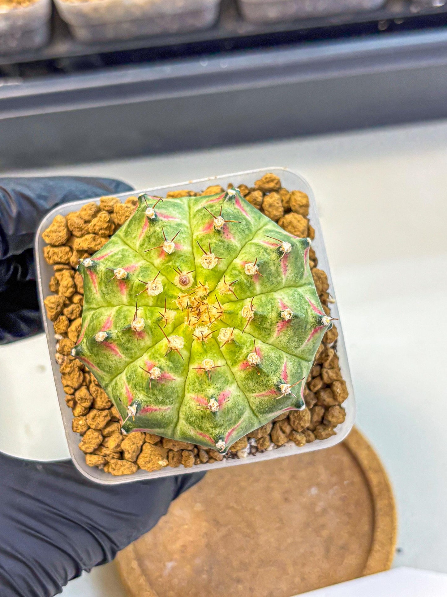 Gymnocalycium Neon (gy17) (08) | Collector’s Edition