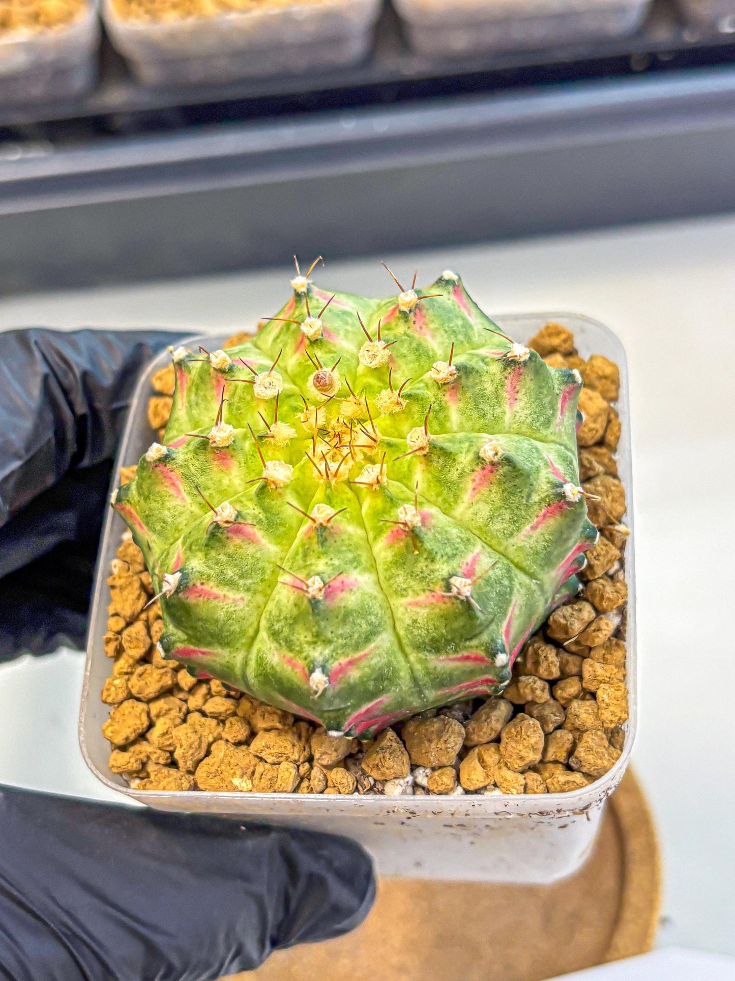 Gymnocalycium Neon (gy17) (08) | Collector’s Edition