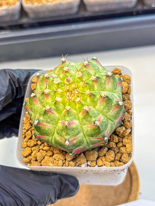 Gymnocalycium Neon (gy17) (08) | Collector’s Edition
