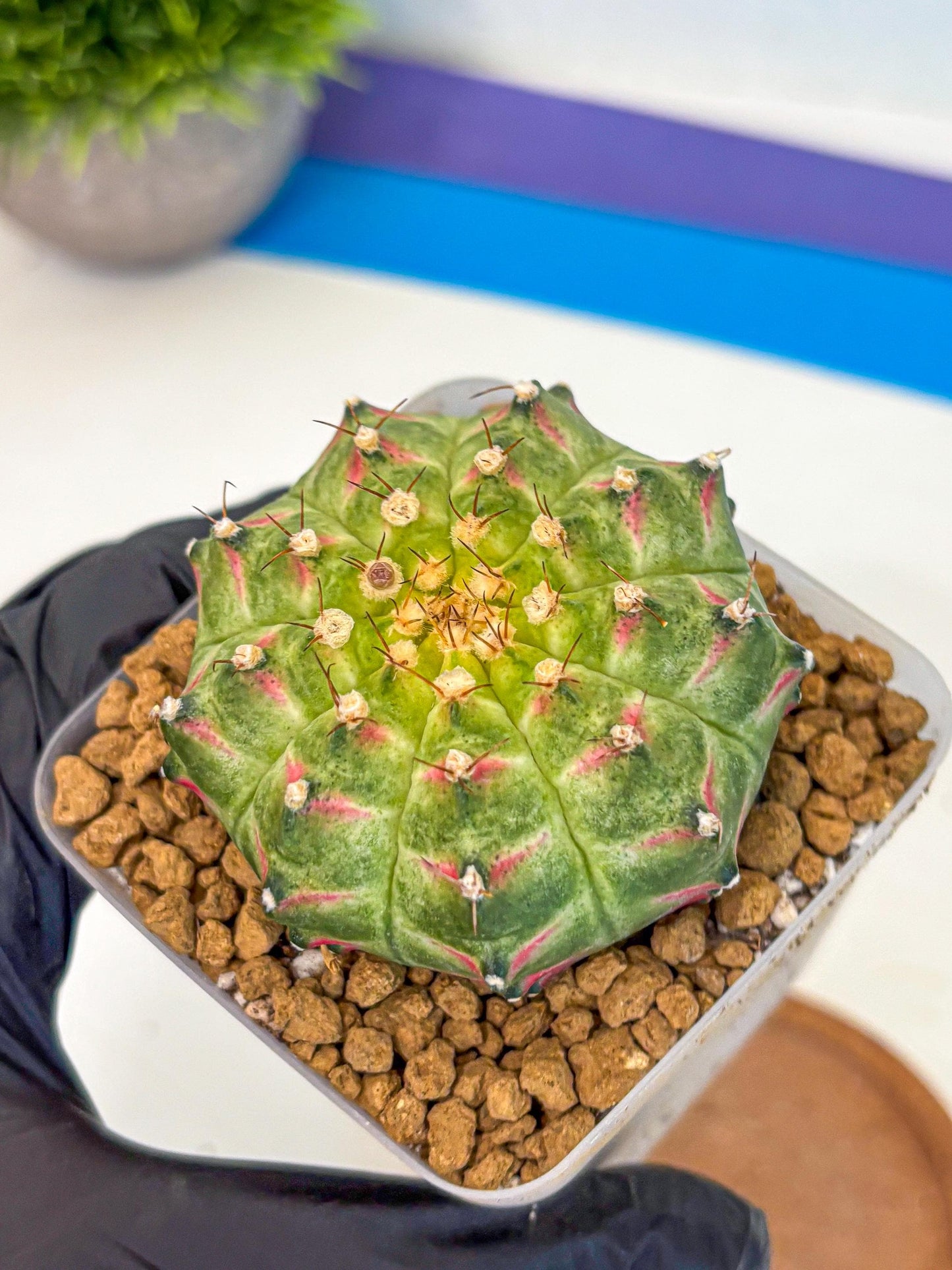 Gymnocalycium Neon (gy17) (08) | Collector’s Edition