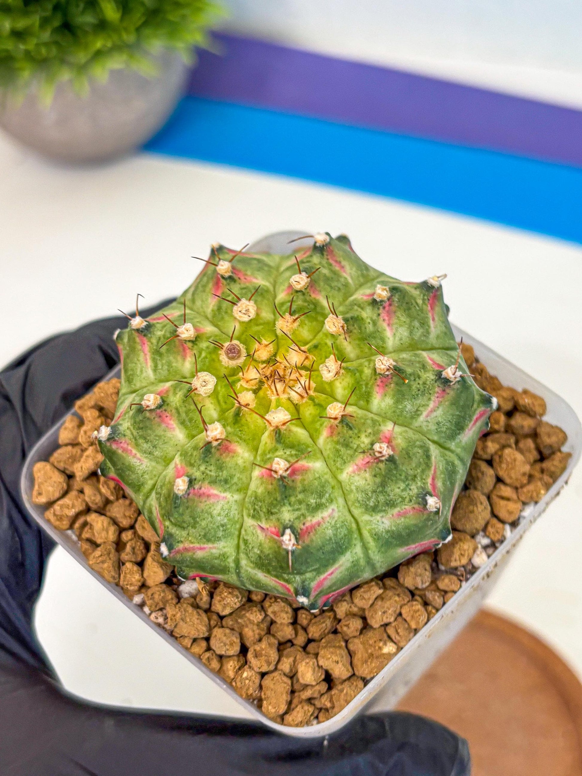 Gymnocalycium Neon (gy17) (08) | Collector’s Edition