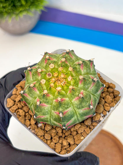 Gymnocalycium Neon (gy17) (08) | Collector’s Edition