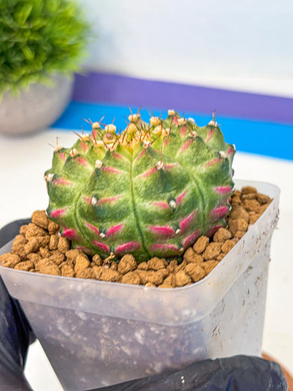 Gymnocalycium Neon (gy17) (08) | Collector’s Edition