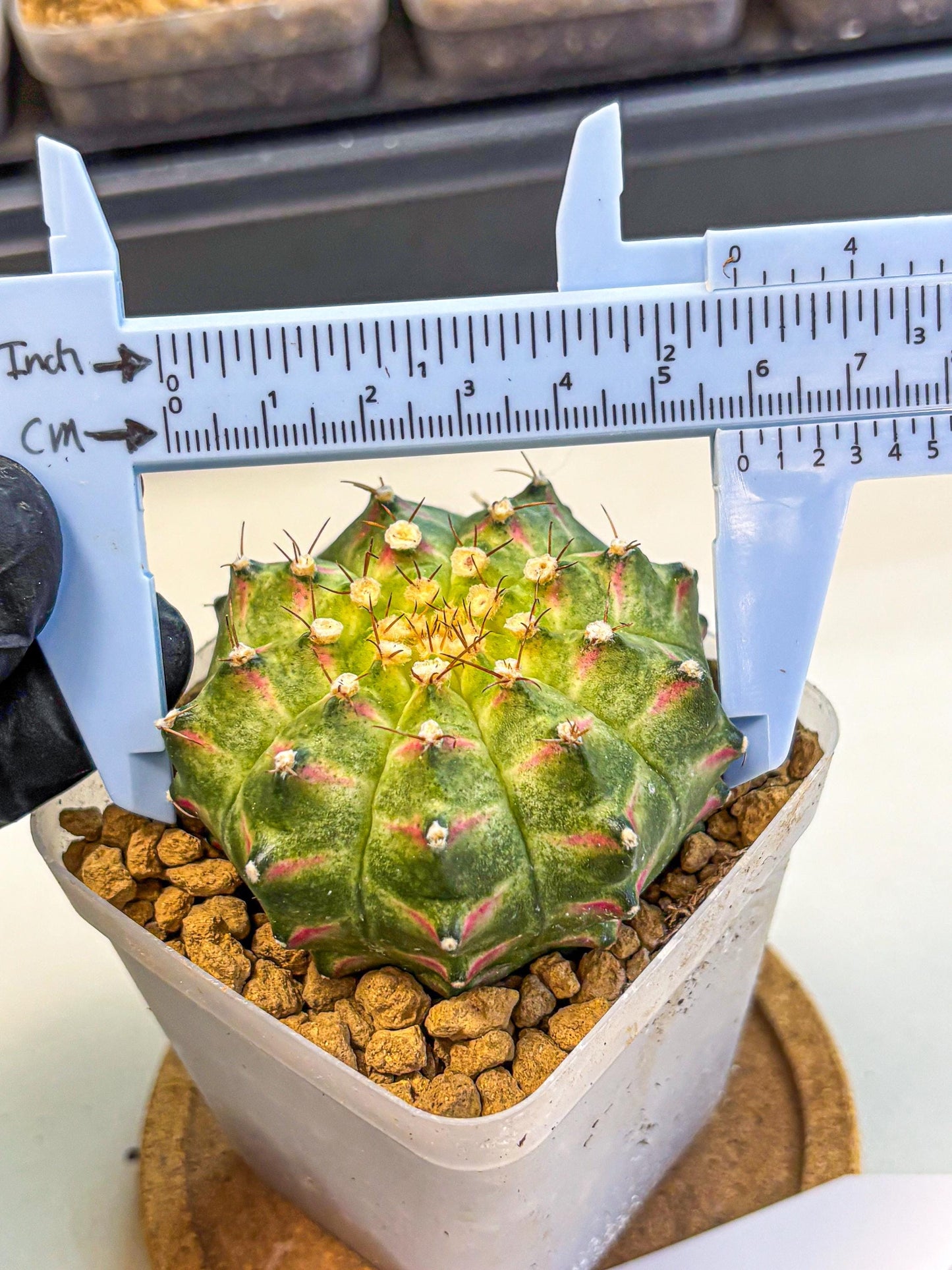 Gymnocalycium Neon (gy17) (09) | Collector’s Edition