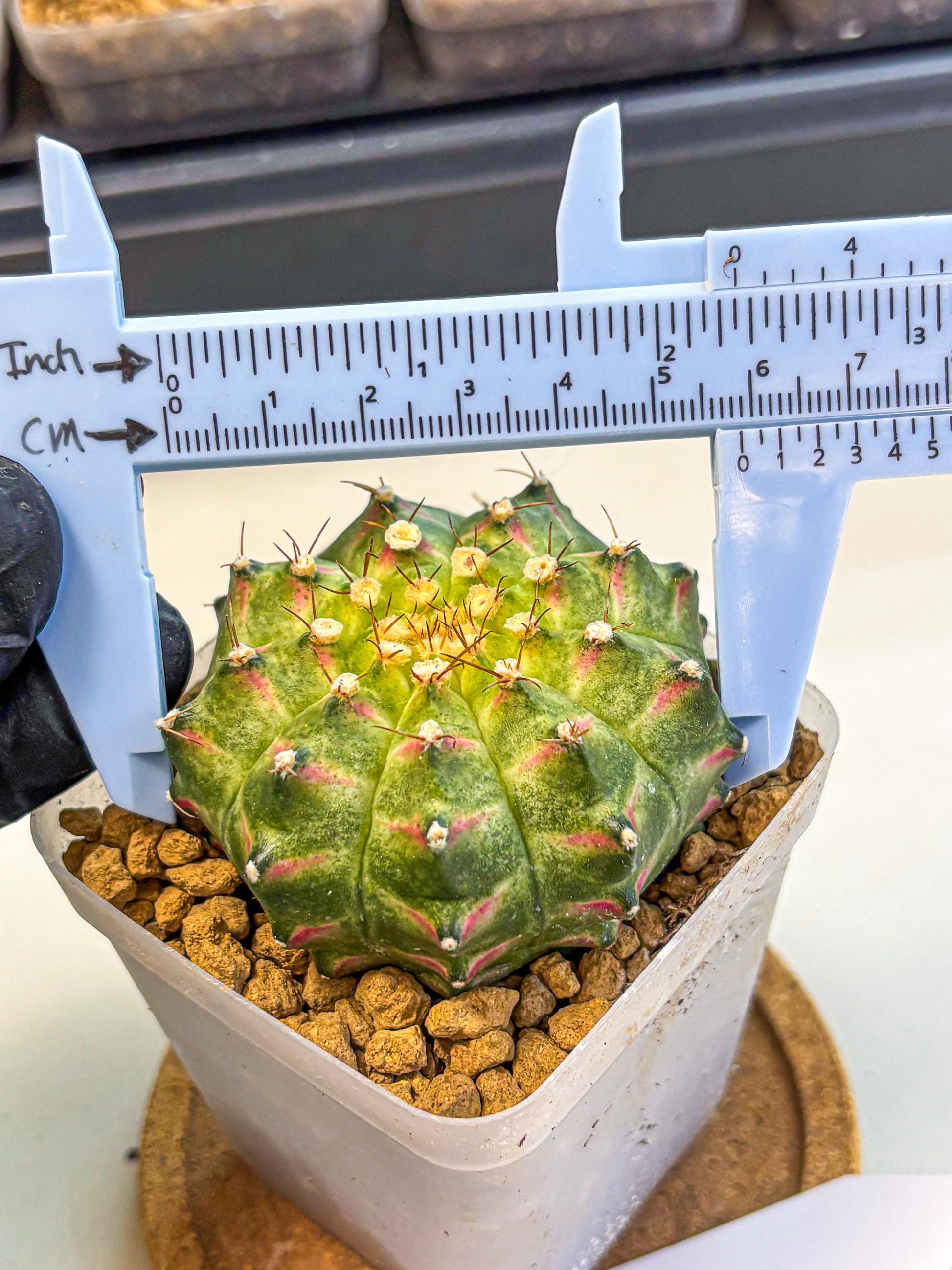 Gymnocalycium Neon (gy17) (09) | Collector’s Edition