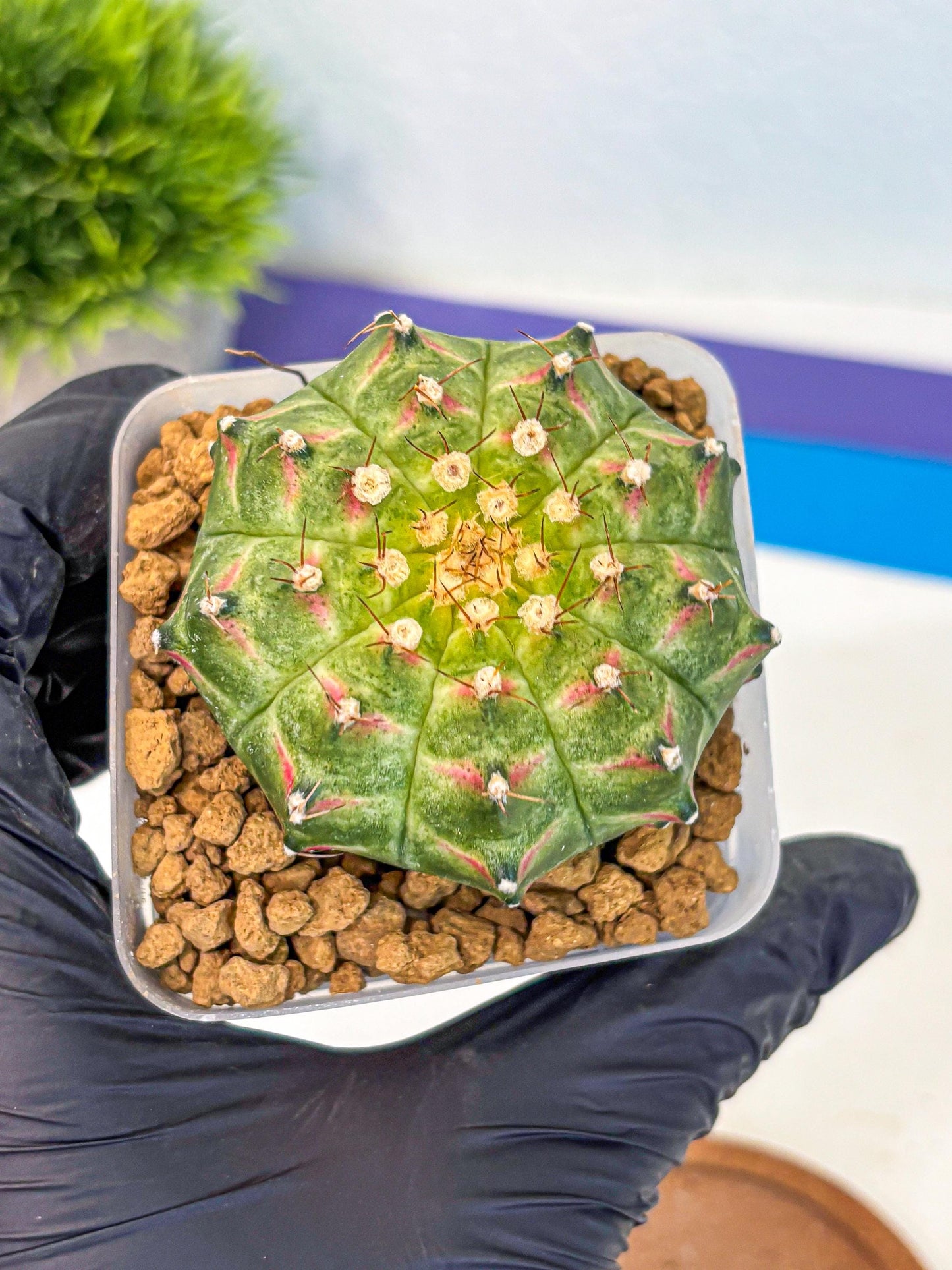 Gymnocalycium Neon (gy17) (09) | Collector’s Edition