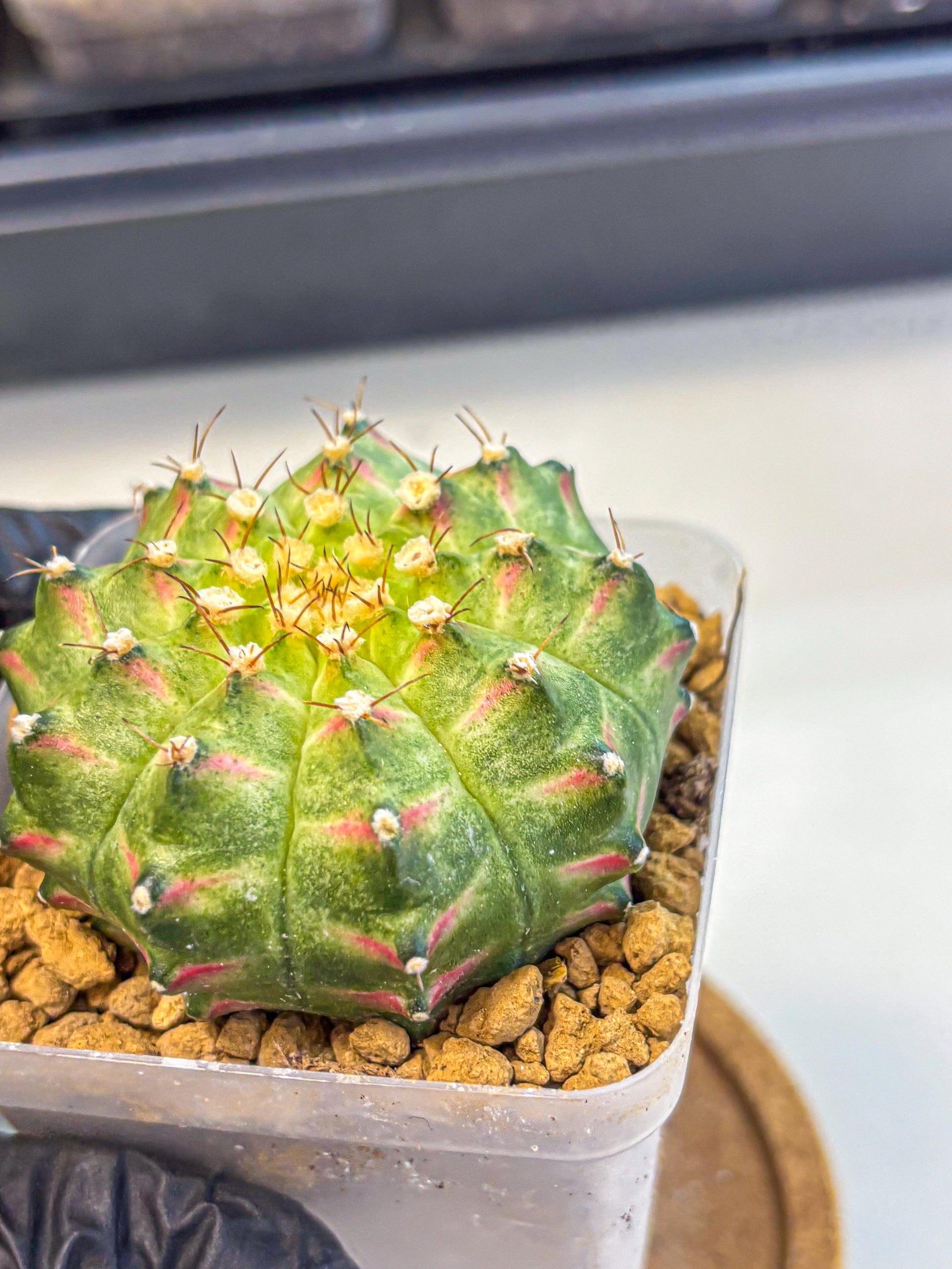 Gymnocalycium Neon (gy17) (09) | Collector’s Edition