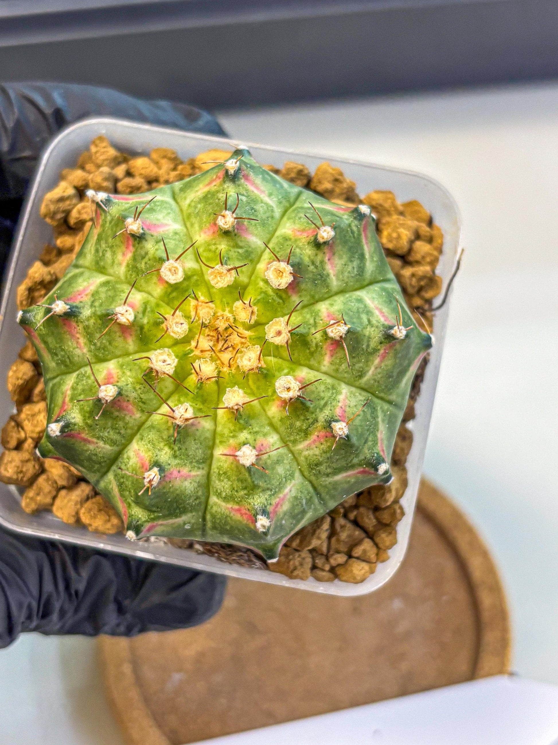 Gymnocalycium Neon (gy17) (09) | Collector’s Edition
