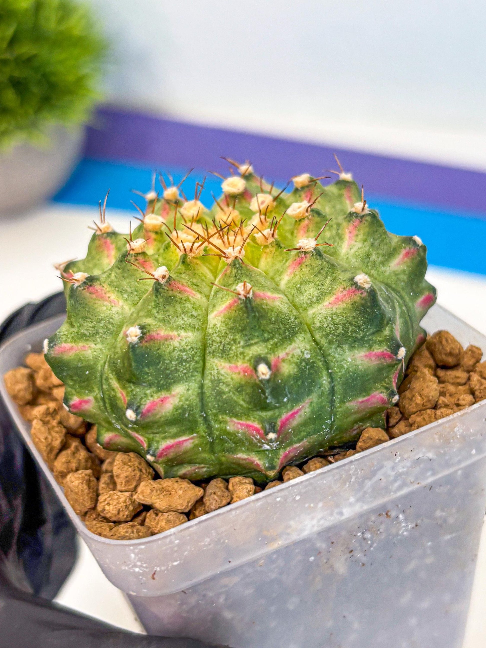 Gymnocalycium Neon (gy17) (09) | Collector’s Edition