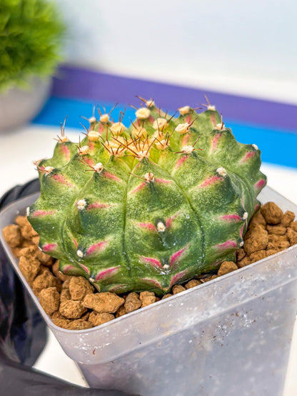Gymnocalycium Neon (gy17) (09) | Collector’s Edition